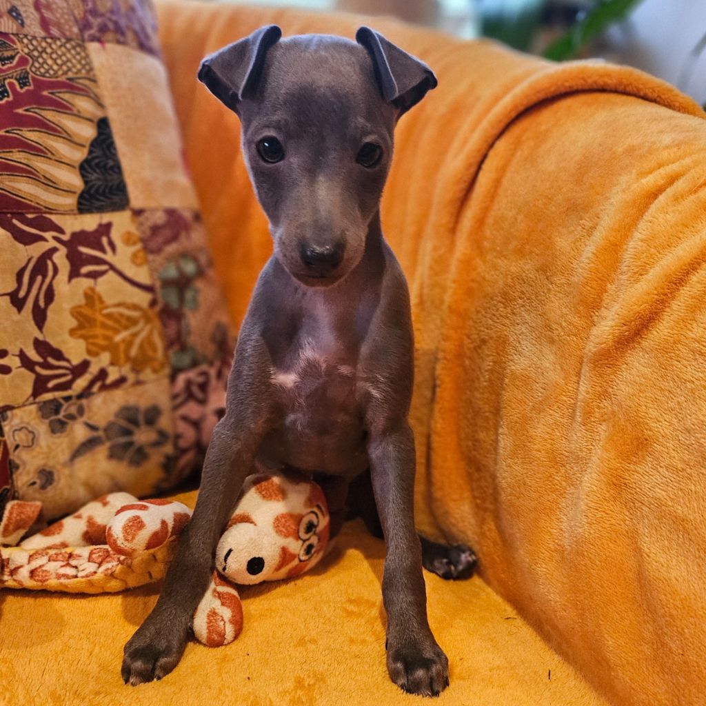 Du Château Du Hohnack - Chiots disponibles - Petit Levrier Italien