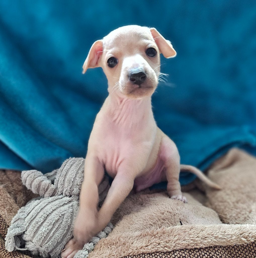 Du Château Du Hohnack - Chiots disponibles - Petit Levrier Italien