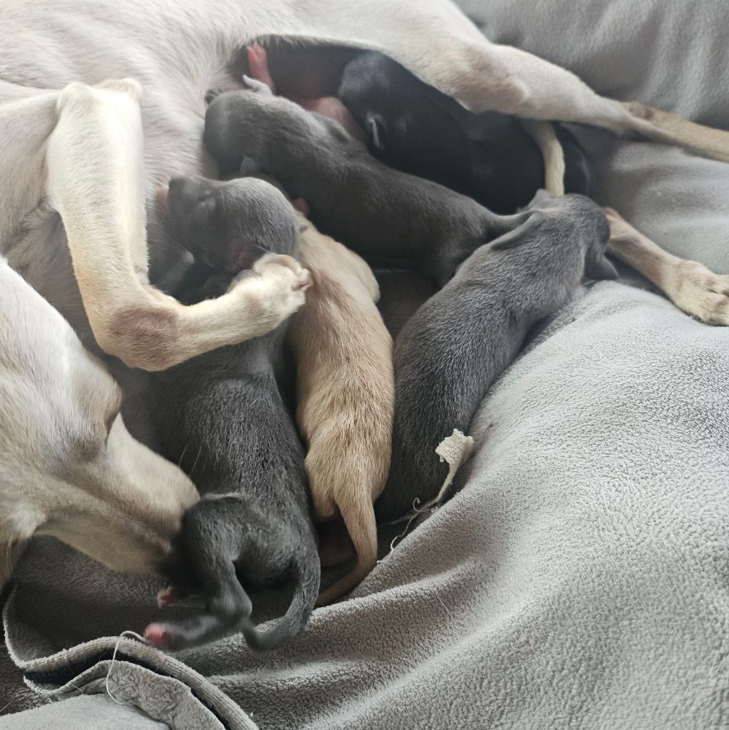 Chiot Petit Levrier Italien Du Château Du Hohnack