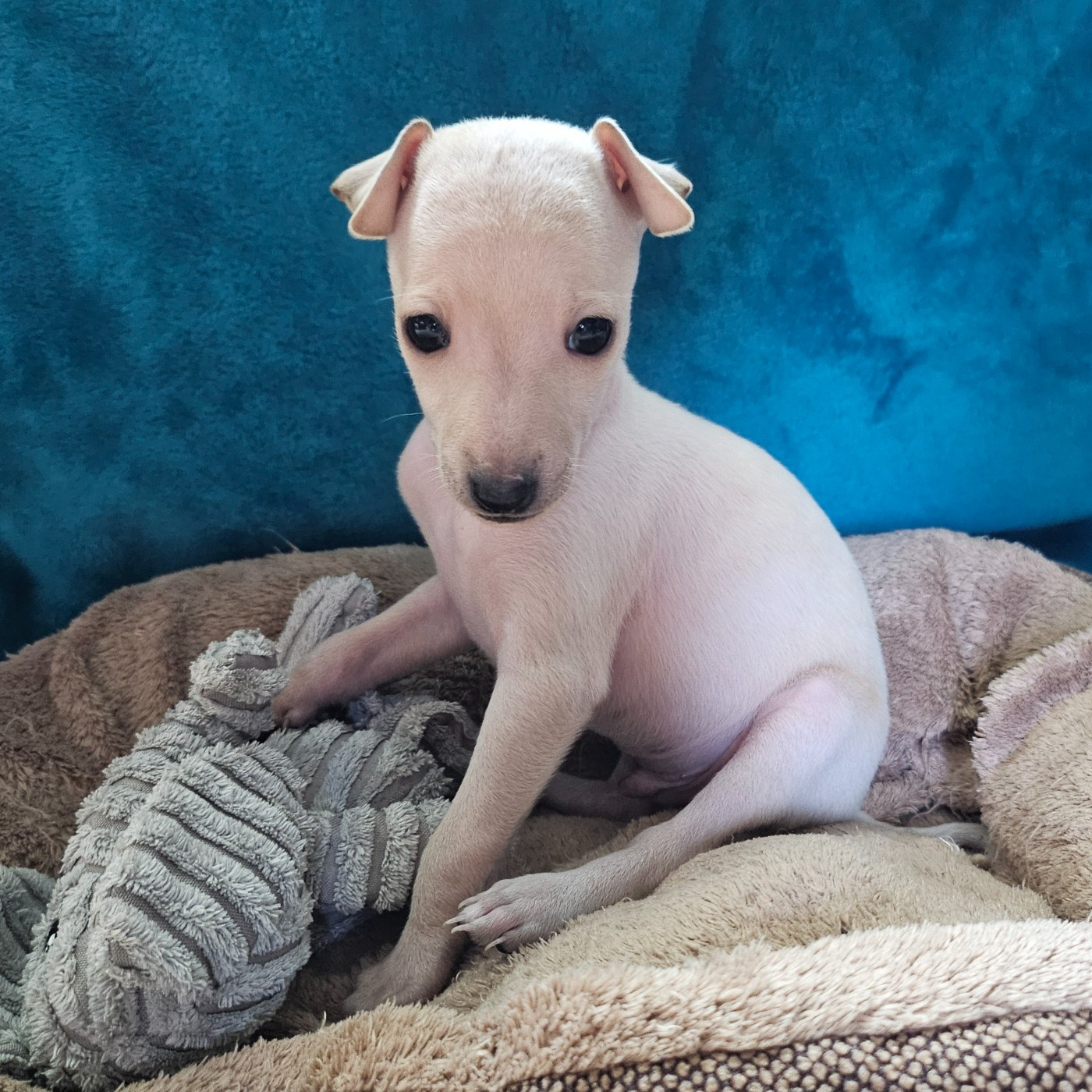 Du Château Du Hohnack - Chiots disponibles - Petit Levrier Italien