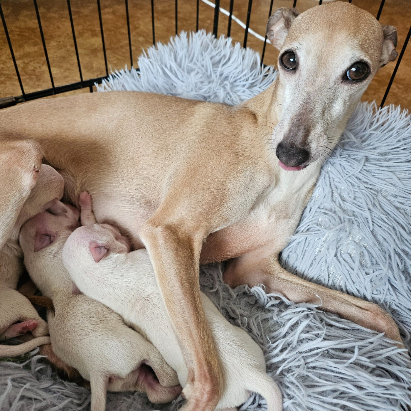 Du Château Du Hohnack - Petit Levrier Italien - Portée née le 28/11/2025