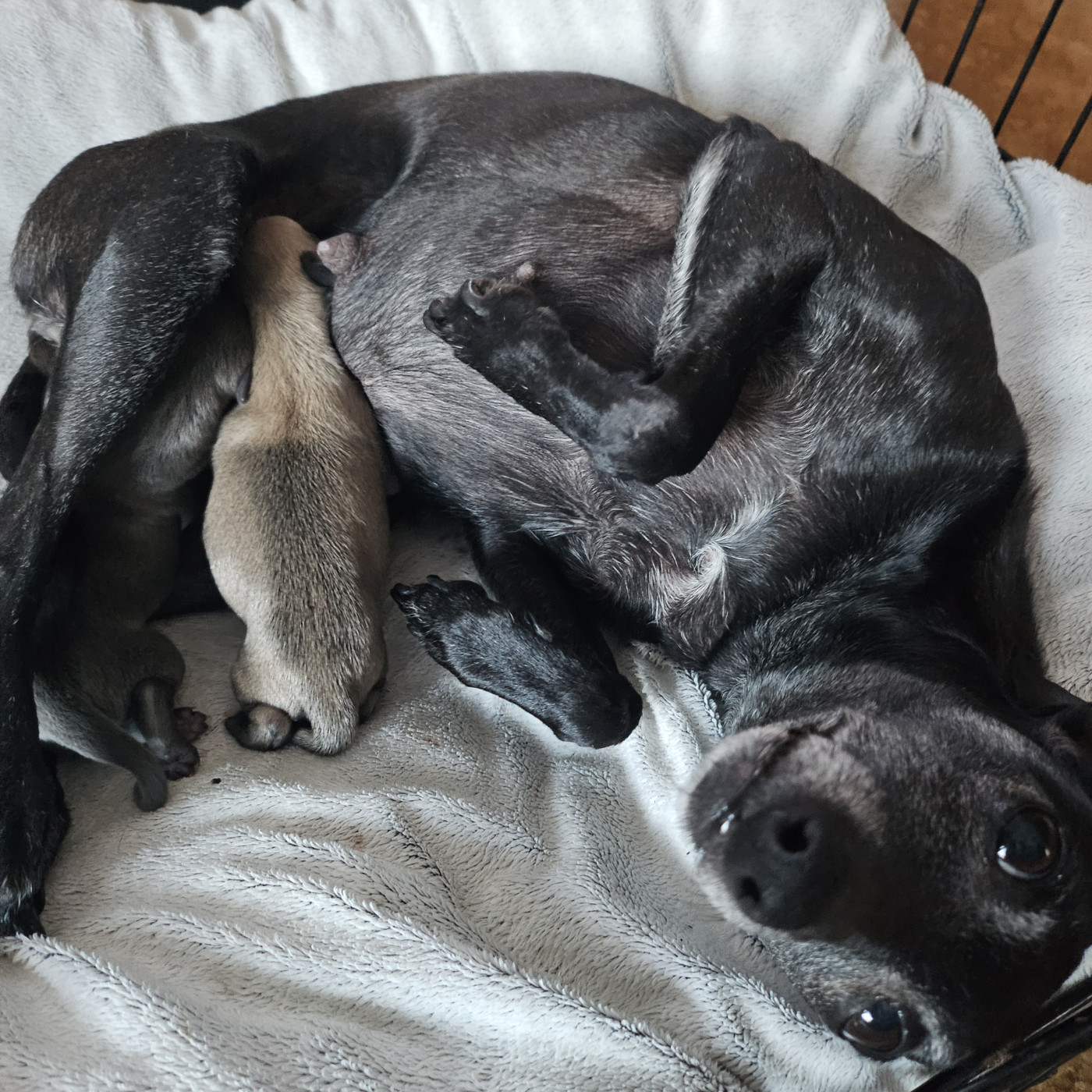 Du Château Du Hohnack - Petit Levrier Italien - Portée née le 15/02/2026