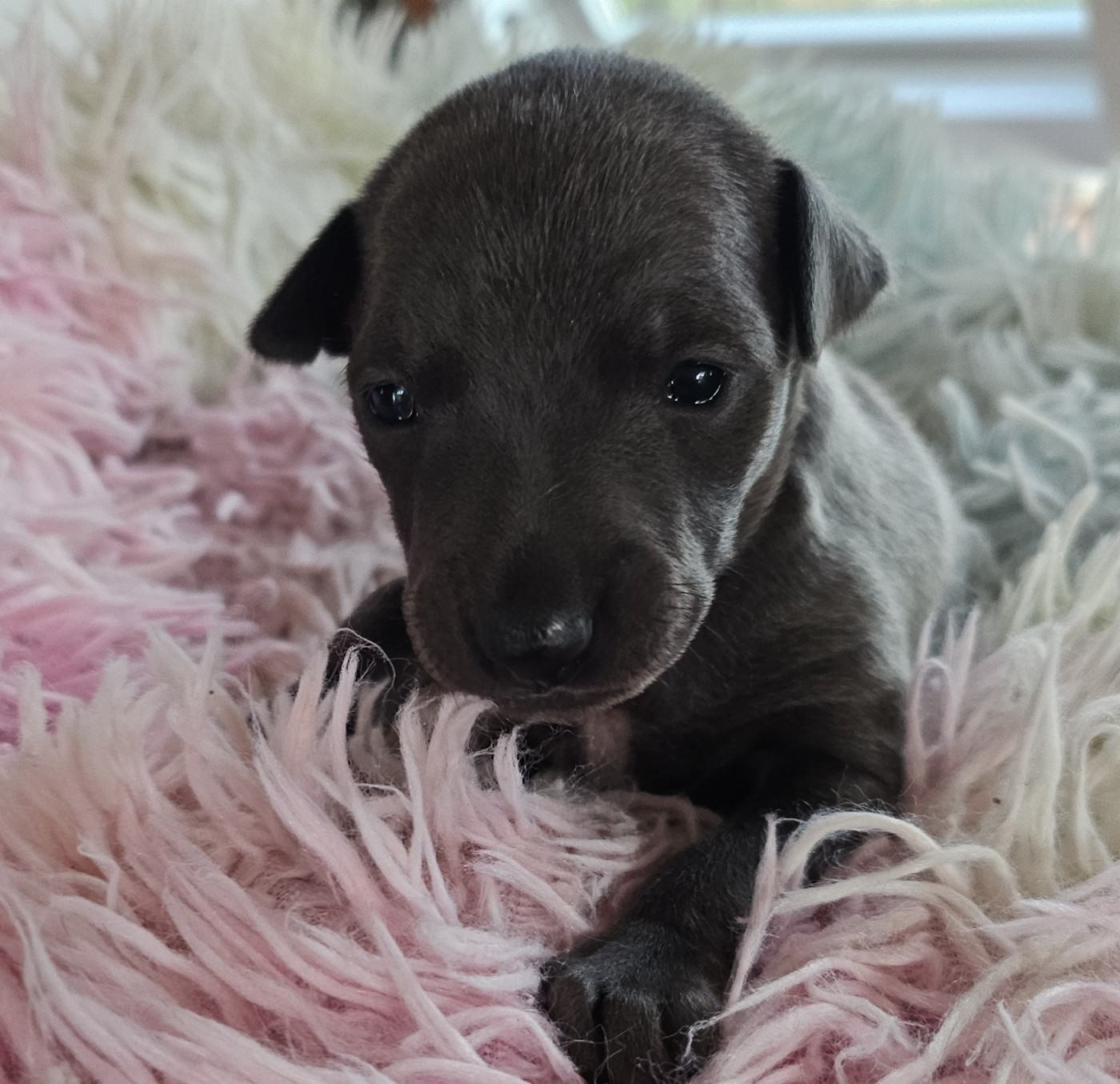 Du Château Du Hohnack - Chiots disponibles - Petit Levrier Italien