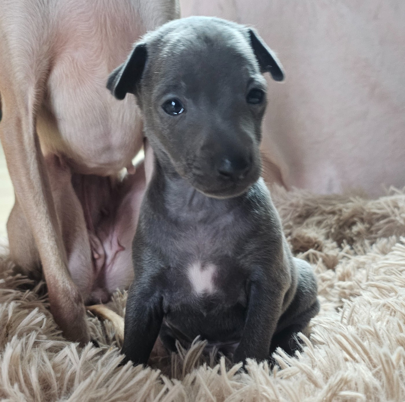 Du Château Du Hohnack - Chiots disponibles - Petit Levrier Italien