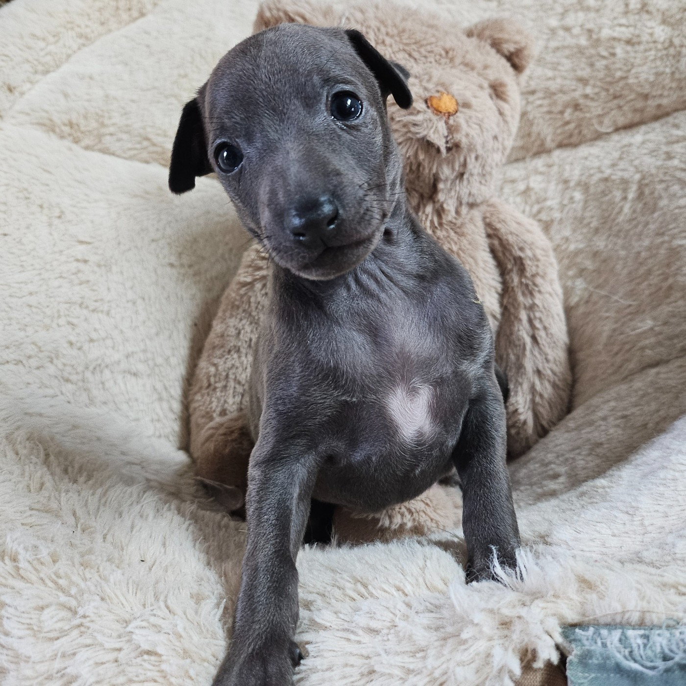 Du Château Du Hohnack - Chiots disponibles - Petit Levrier Italien