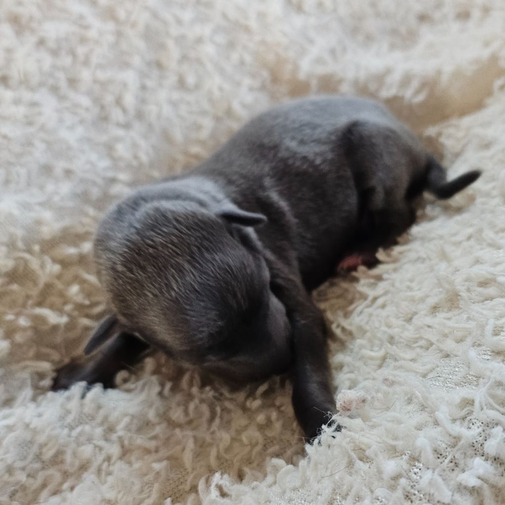 Du Château Du Hohnack - Chiots disponibles - Petit Levrier Italien