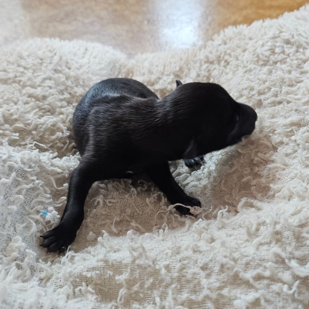 Du Château Du Hohnack - Chiots disponibles - Petit Levrier Italien
