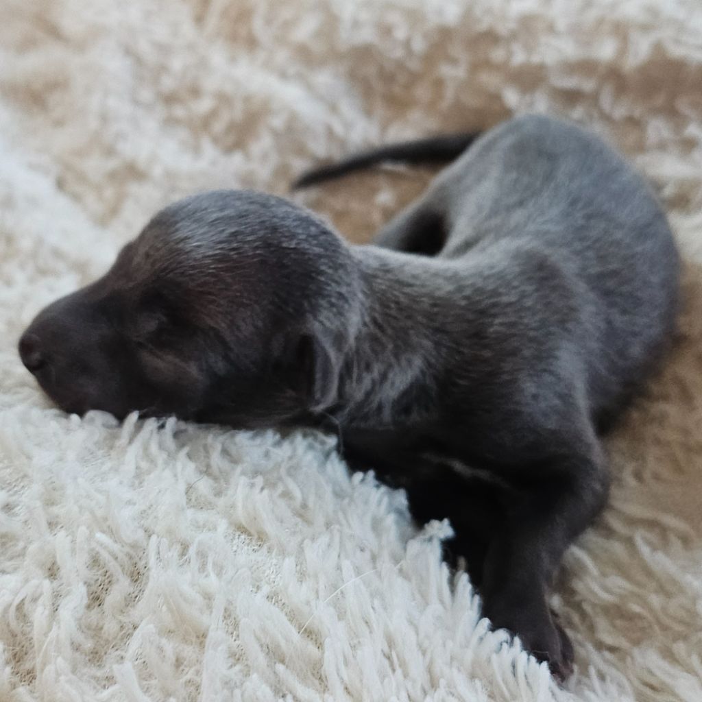 Du Château Du Hohnack - Chiots disponibles - Petit Levrier Italien