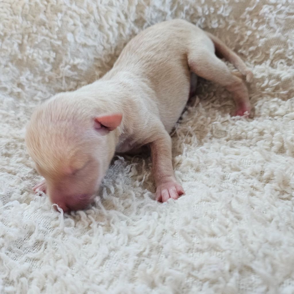 Du Château Du Hohnack - Chiots disponibles - Petit Levrier Italien