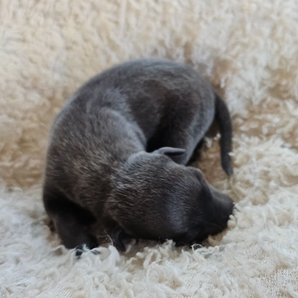 Du Château Du Hohnack - Chiots disponibles - Petit Levrier Italien