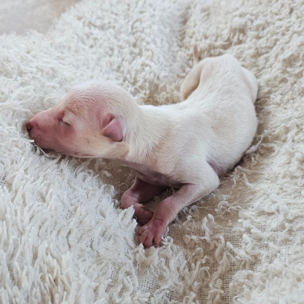 Du Château Du Hohnack - Chiots disponibles - Petit Levrier Italien